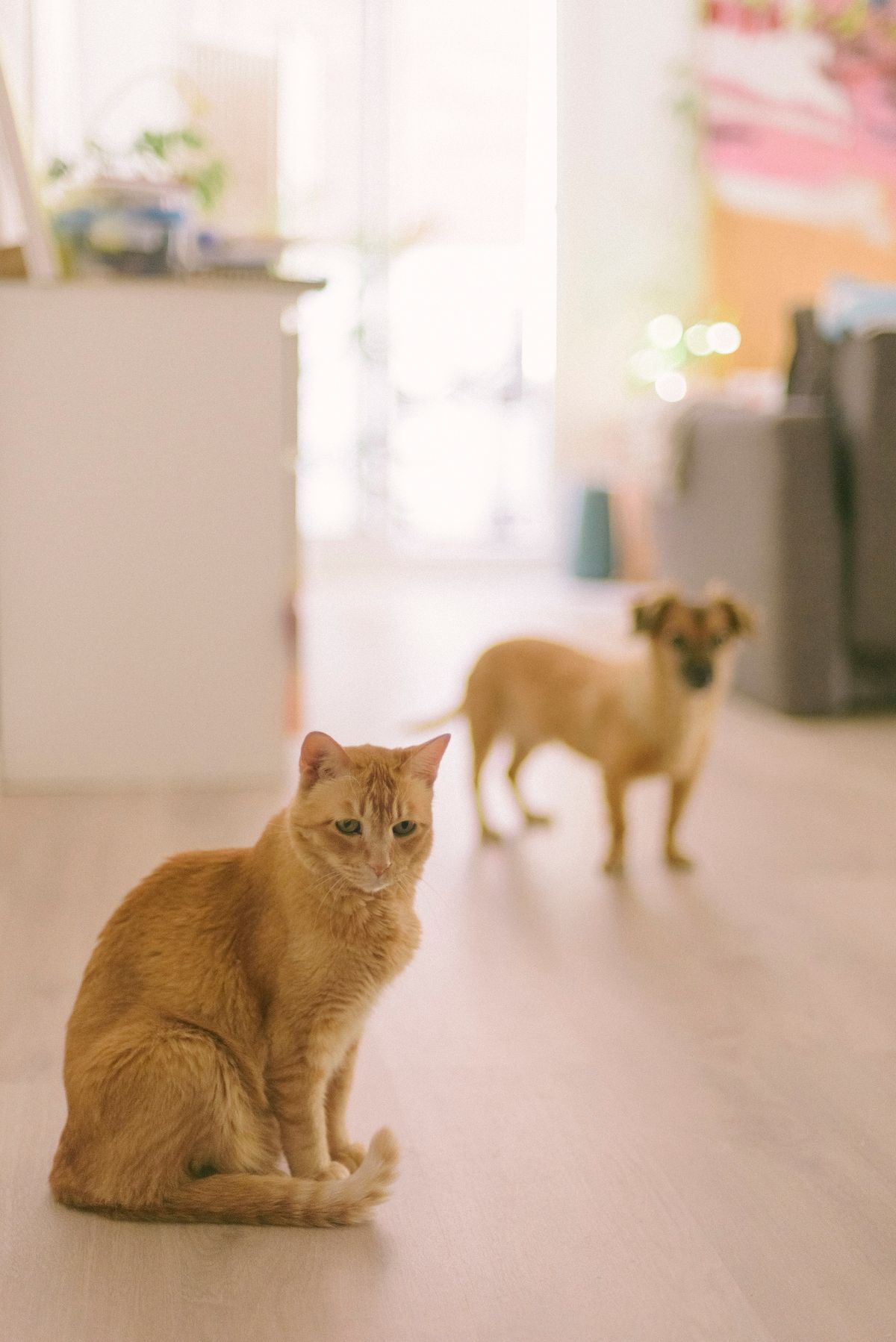 室内でくつろぐ猫と犬