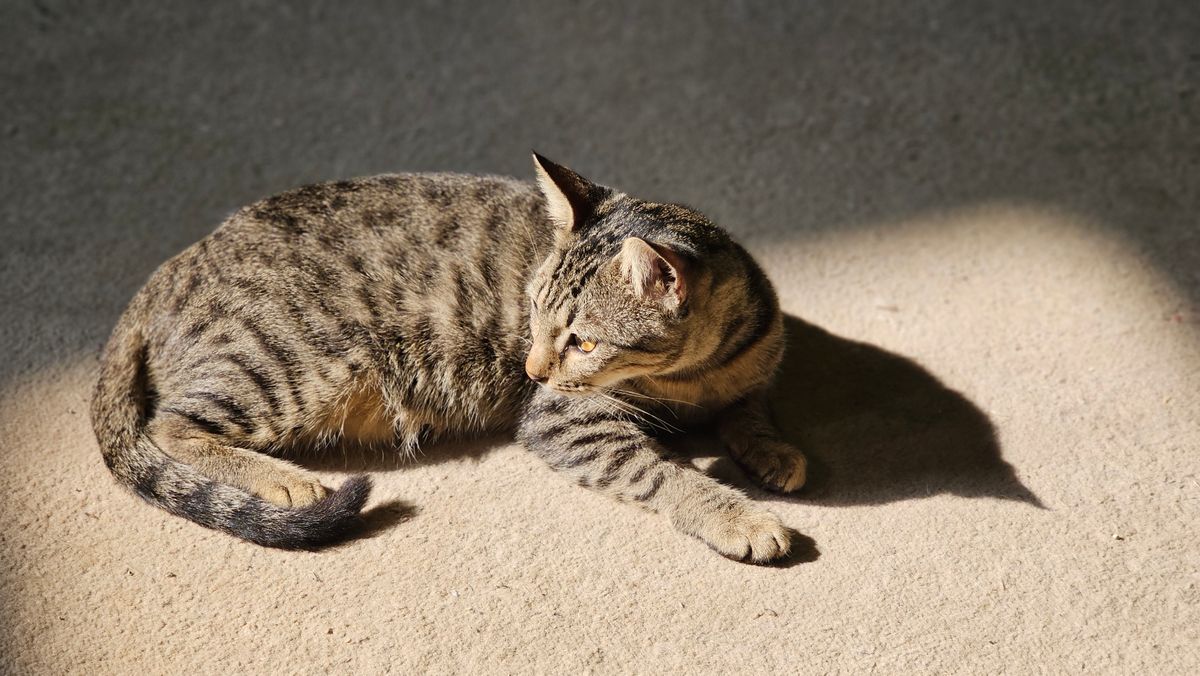 日なたでくつろぐ猫
