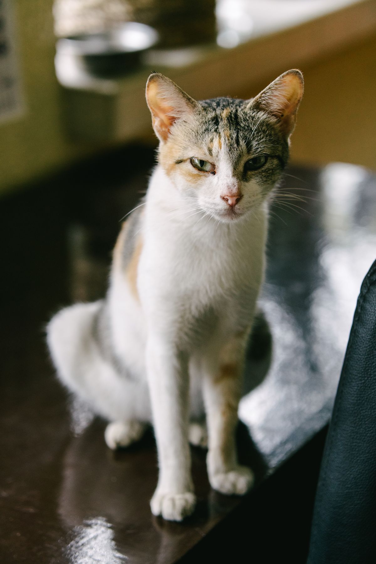 耳を立てて座る猫
